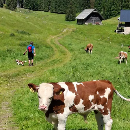 Harmonia Bled-pokljuka Počitniška hiša Zgornje Gorje