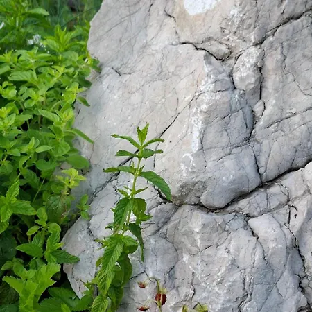 Harmonia Bled-pokljuka * Zgornje Gorje