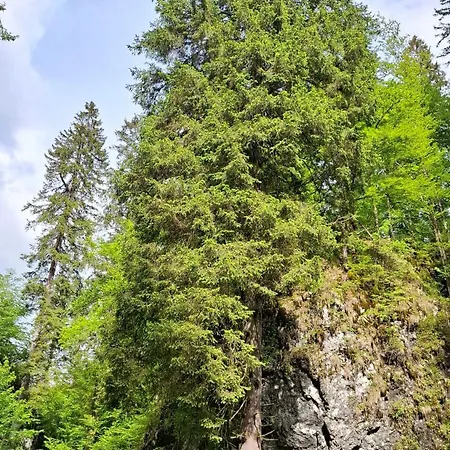 Harmonia Bled-pokljuka