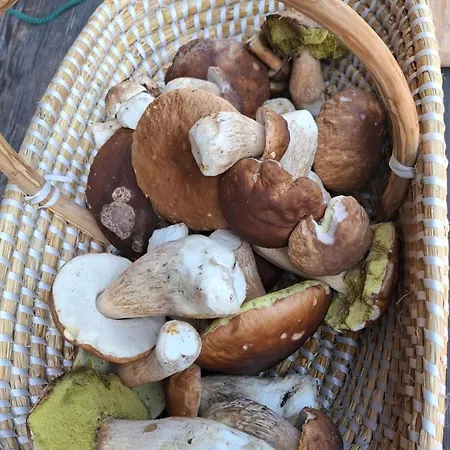 Harmonia Bled-pokljuka Počitniška hiša *